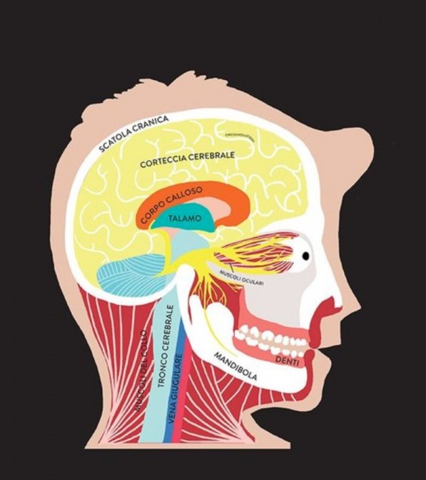 Hélène Druvert - Anatomia