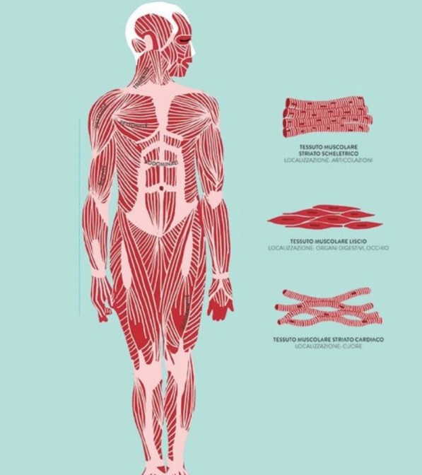 Hélène Druvert - Anatomia