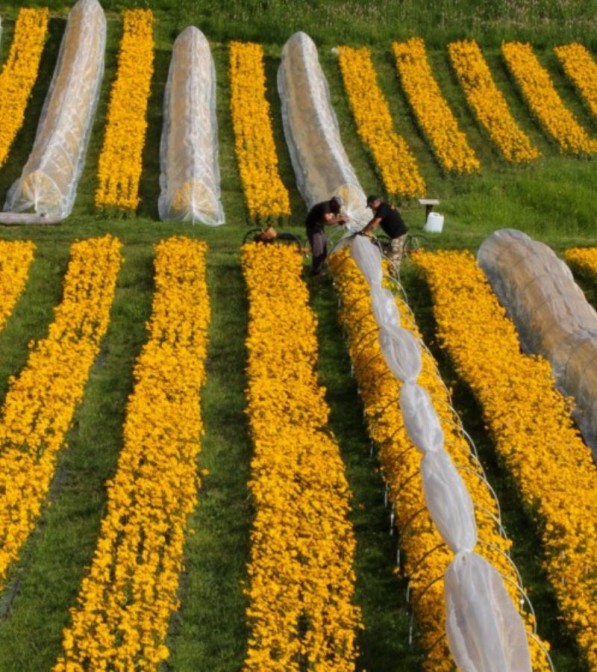 Olio da massaggio ultraconcentrato all'arnica ARMOoil