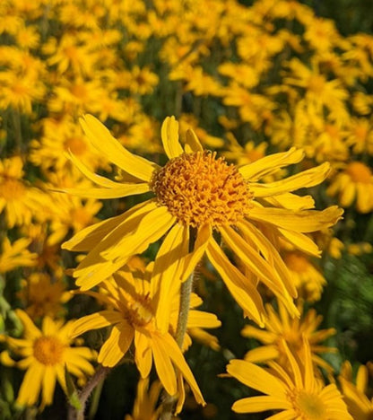 Olio da massaggio ultraconcentrato all'arnica ARMOoil