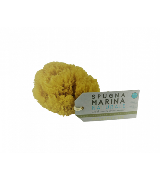 Spugna marina in misura adulti e bambini